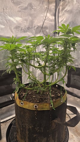 mc nuggets r1 — flower, day 55