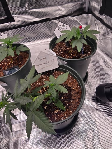 Fast Buds - Purp Lemonade — vegetative, day 25