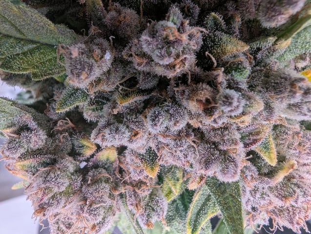 2025 EOY Grow — flower, day 83