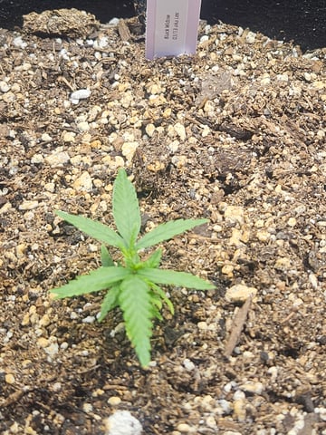 Black Widow  — seedling_rooting, day 1