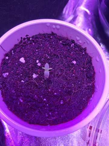 first auto grow — seedling_rooting, day 1