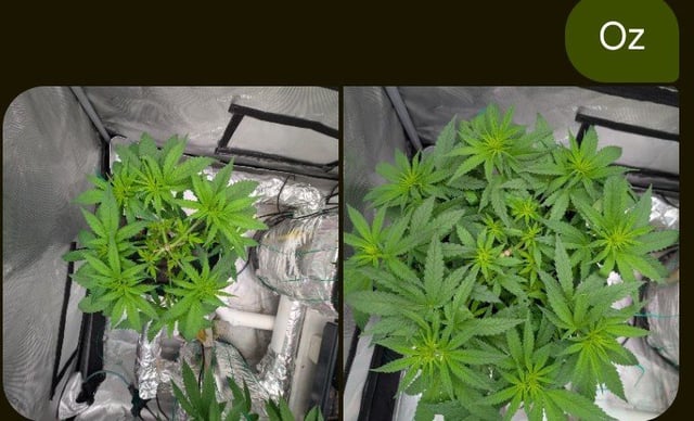 Bloody Mango — flower, day 65