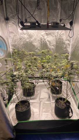 blueberry cupcake  — flower, day 102