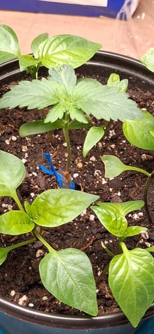 blueberry funk — seedling_rooting, day 5