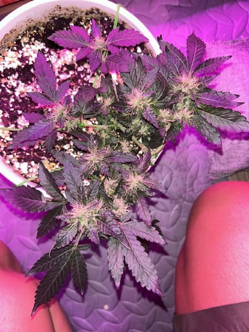 Test 1  — flower, day 93