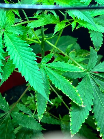 My Devine Conscious  — vegetative, day 80