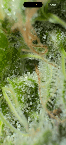 OG Kush — flower, day 137