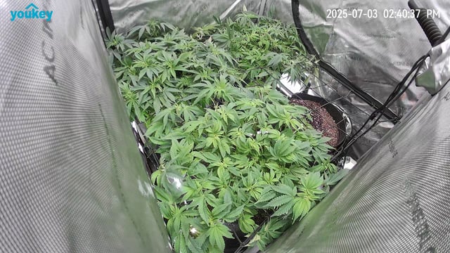 Purple Haze  — vegetative, day 39