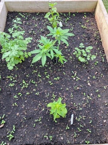 queen of soul X cap junky  — vegetative, day 52