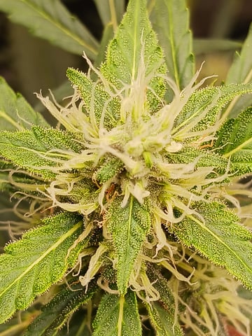 black gorilla feminized — flower, day 9