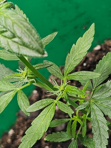 1st plant. Strain: Green Gelato AutoFlower — flower, day 57