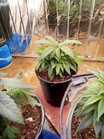 Jack hearer/Jack the ripper? — vegetative, day 64