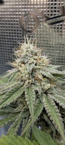 Perpetual Garden — flower, day 19