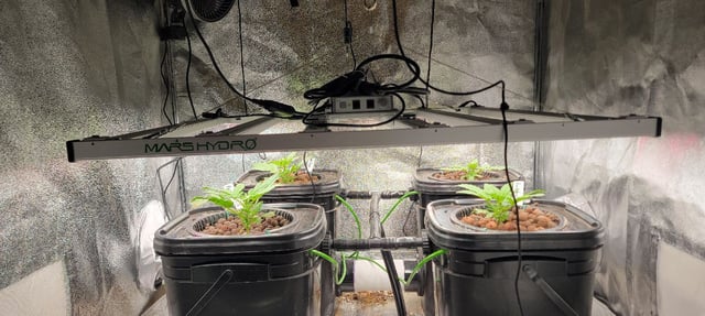 My First Grow — vegetative, day 27
