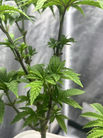 Humboldt Chicken N Wafflez — vegetative, day 40