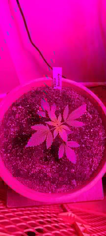 Alaskan bananaberry auto — vegetative, day 1