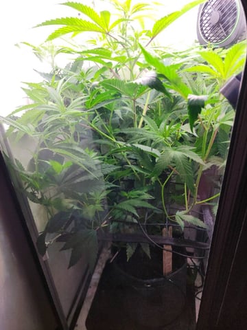 vivosun vgrow smart grow box — vegetative, day 8