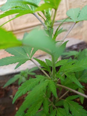 White Widow/Gorilla Glue — vegetative, day 25