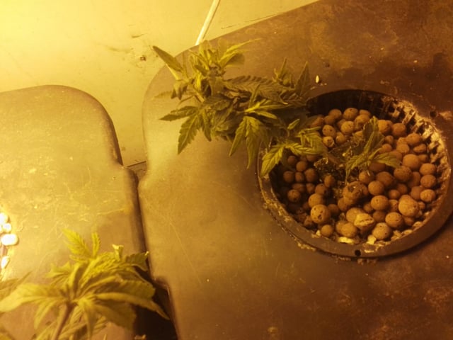 If it's Loose it's got to be a Unicorn.. — vegetative, day 1
