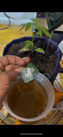 My Devine Conscious  — vegetative, day 27