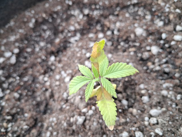 re-start new germination — vegetative, day 23