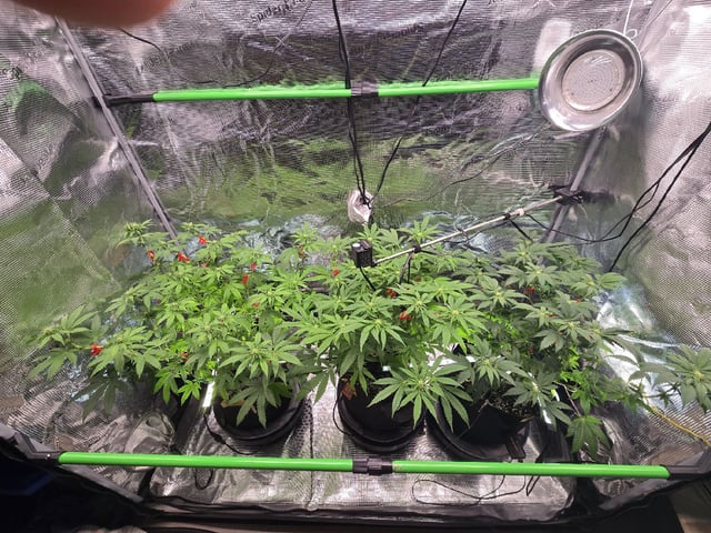 3 in Coco
