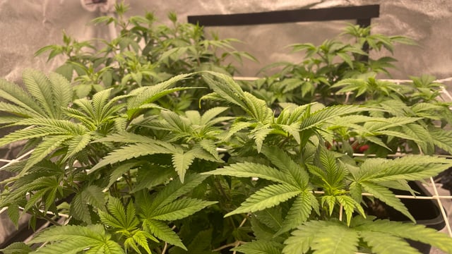 ❄️💚❄️WinterGrow❄️💚❄️ — flower, day 65