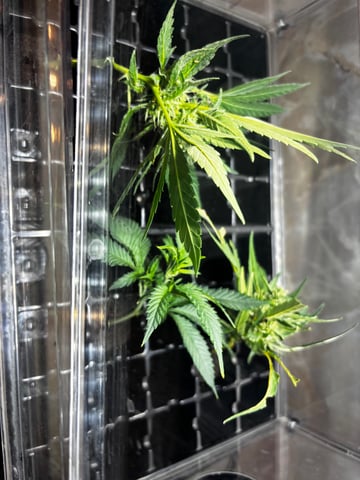 Outdoor Grow — flower, day 156