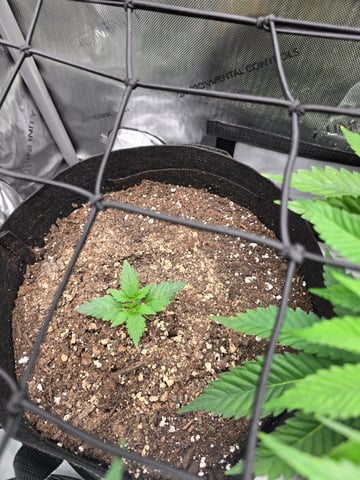 Purple Haze  — vegetative, day 42