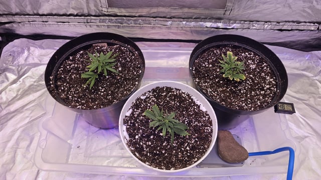 Amnesia Haze Run — vegetative, day 9