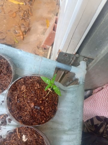 My First Grow