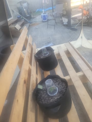 Clones And Hermie Seeds — vegetative, day 13
