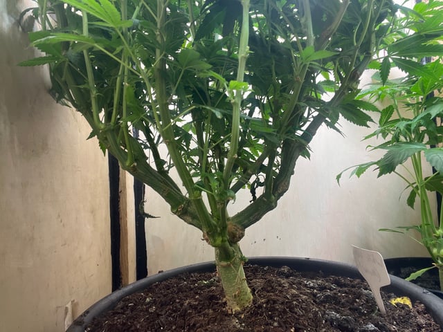 white 🕷️  — vegetative, day 81