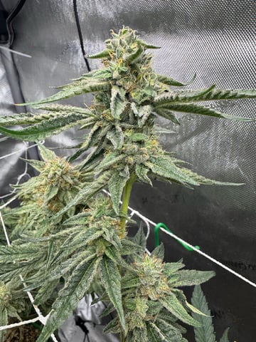 catpiss canyon & Apple Candie  — flower, day 21