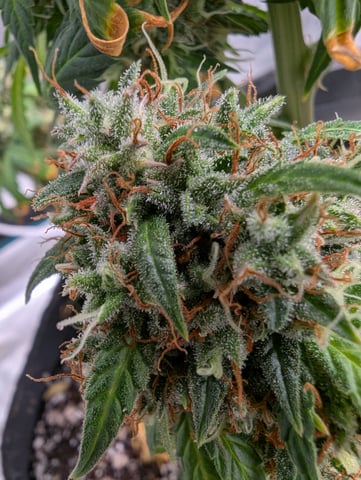 Strawberry Banana — flower, day 102