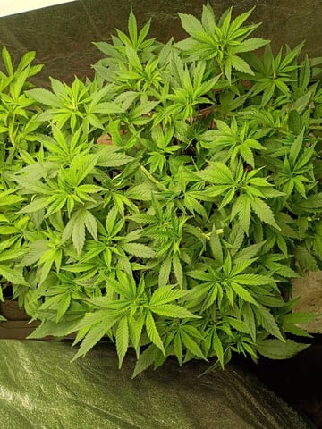 Purple Plum Perfect 💜 & 2 Grape Runtz 🍇 Mainlining garden.  — vegetative, day 169