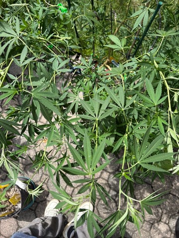 purple punch  — vegetative, day 48