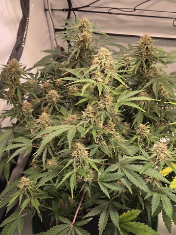 GDP auto 3X5 tent — flower, day 88