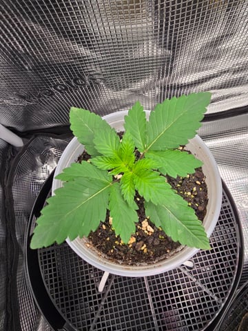 Northern lights #10 2nd plant (Selkies) — vegetative, day 13