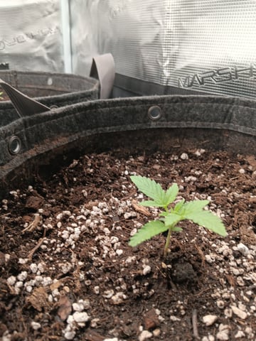 HP CC — vegetative, day 17