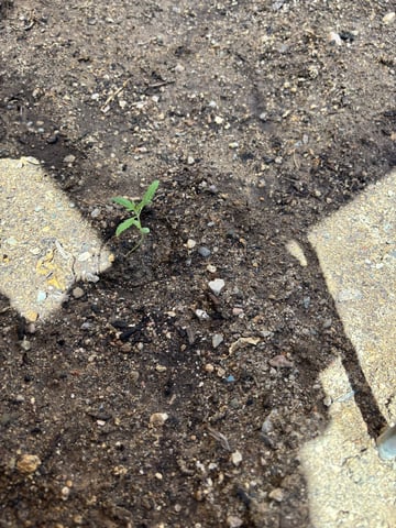 2 Mystery And Special Queen One Auto  — seedling_rooting, day 9