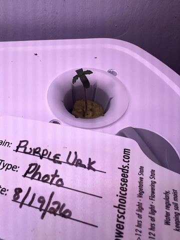 Inside Mother Plants — seedling_rooting, day 9