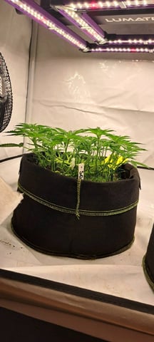 First Grow with the new setup  — flower, day 52