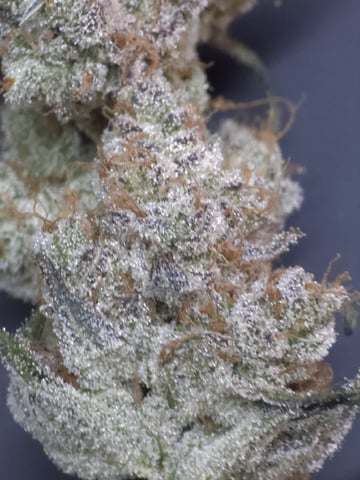 Hydroponic Photos — harvest, day 103