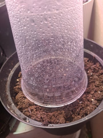 white 🕷️  — germination, day 1