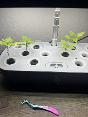 Round 1 — seedling_rooting, day 15