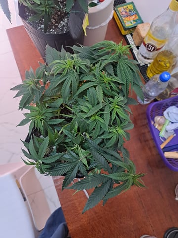 Yeti's Perpetual — vegetative, day 52