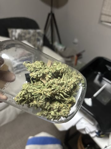 3 seeds  — flower, day 91