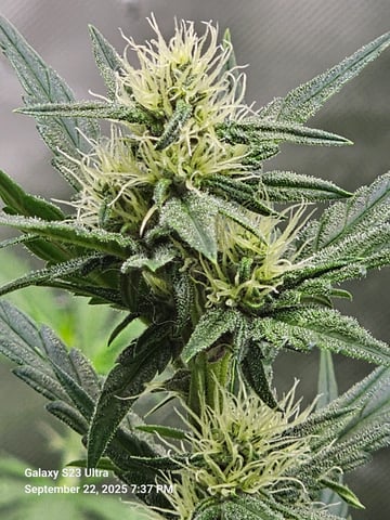 banana purple punch auto — flower, day 7