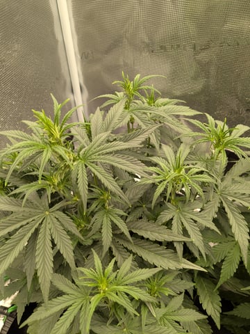 first grow — flower, day 28